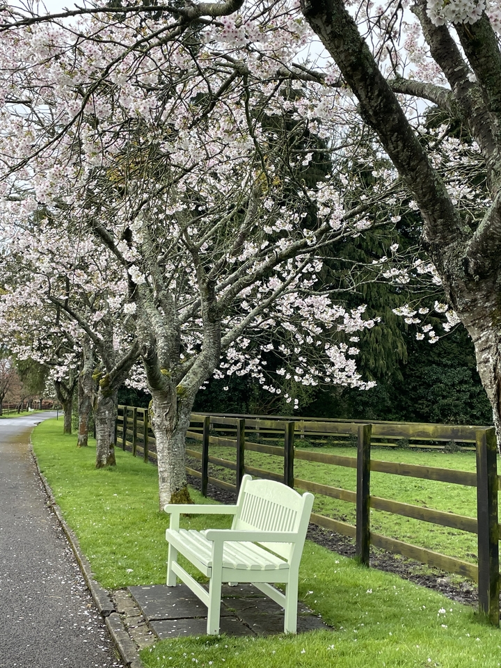 Des cerisiers en fleurs le long d'un sentier clôturé.