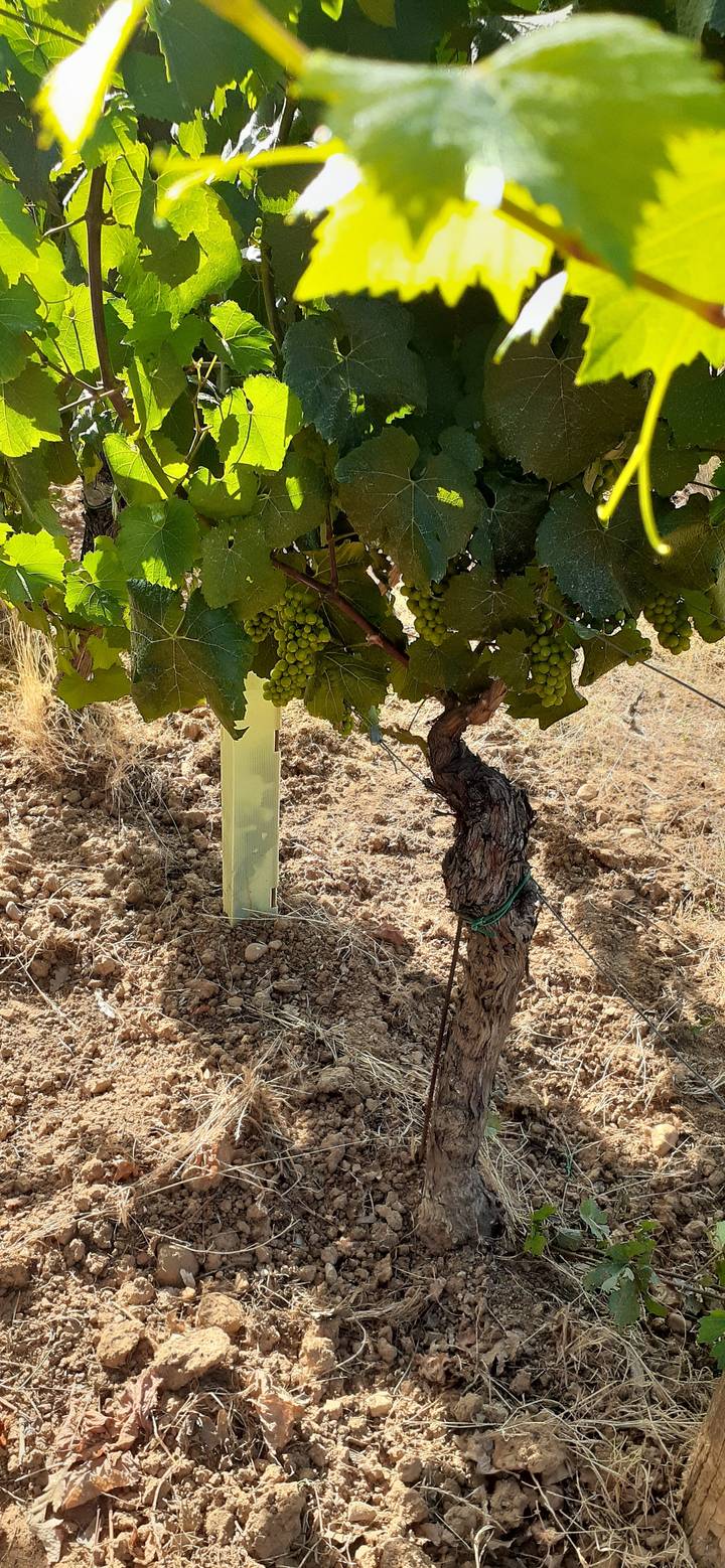 Vignoble avec des raisins verts sur une vigne