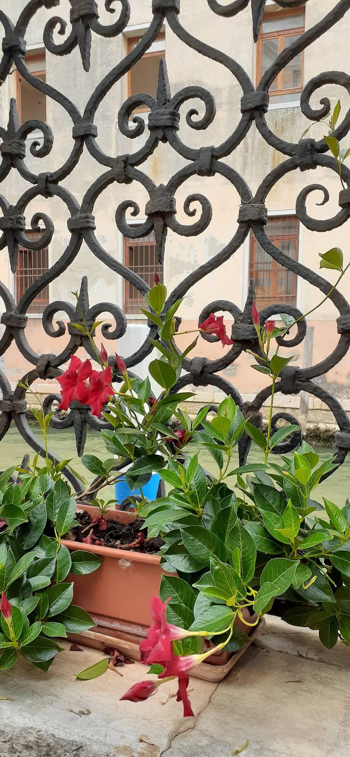 Ferronnerie décorative avec des fleurs colorées