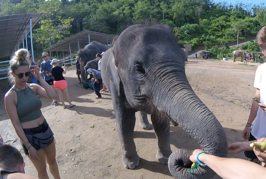 People interacting with an elephant.