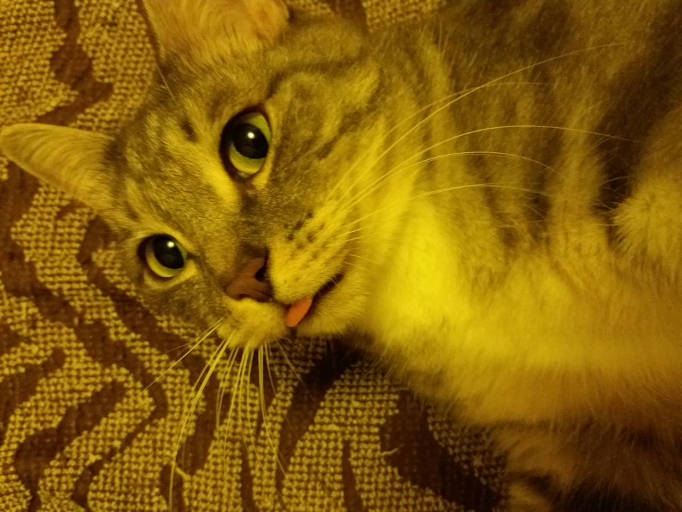 Gros plan d'un chat tirant la langue.