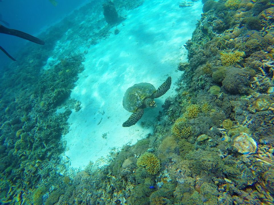 Underwater view of a turtle swimming above corals.