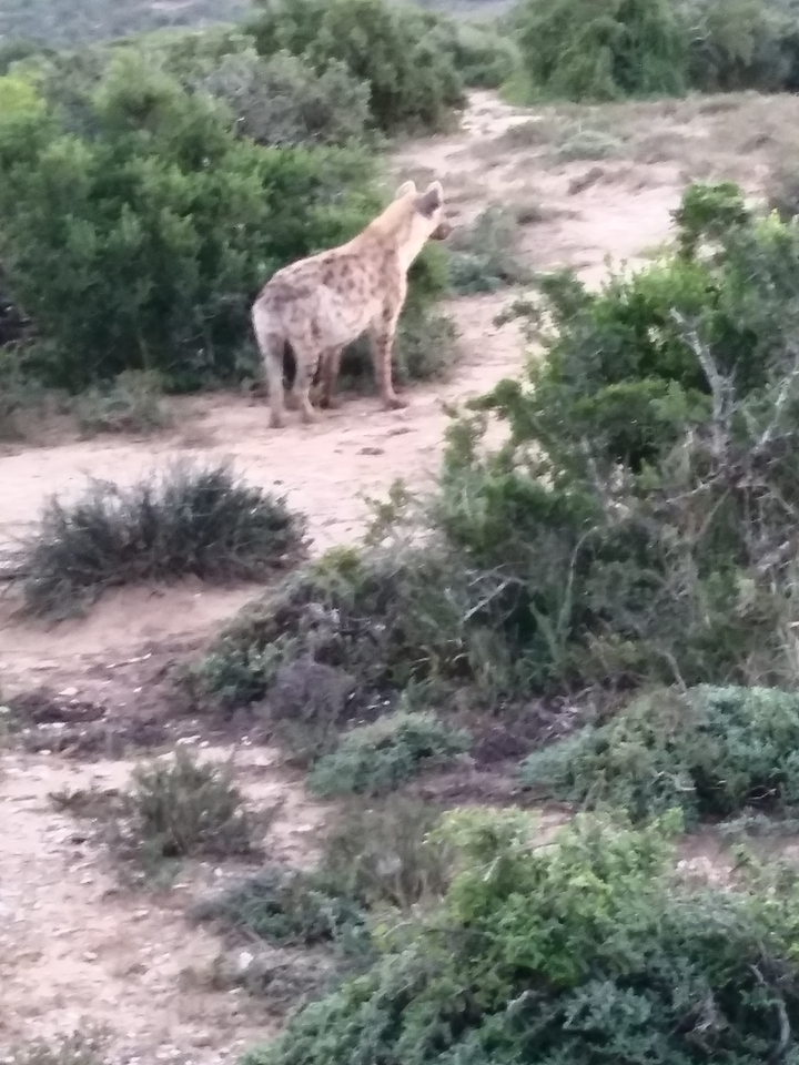 Image floue d'un animal sauvage dans une zone buissonnante.