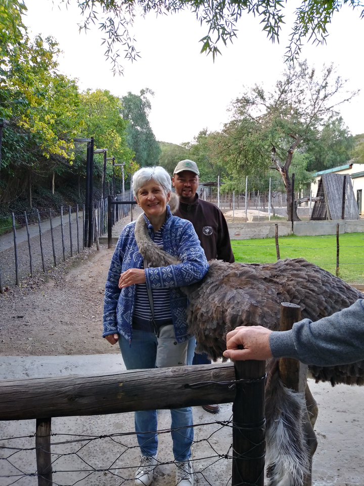 Personne interagissant avec une autruche dans un parc animalier.