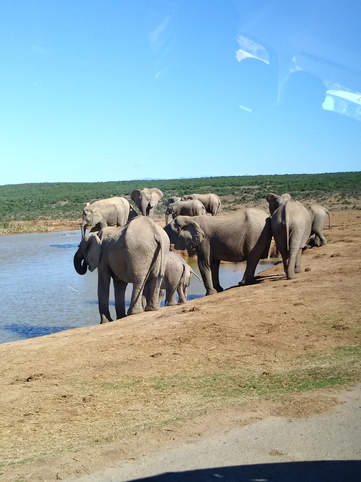 Troupeau d'éléphants près d'un plan d'eau dans une réserve naturelle.