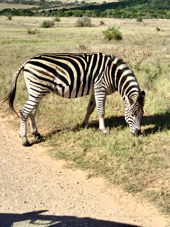 Zèbre broutant dans un champ d'herbe sous la lumière du soleil.