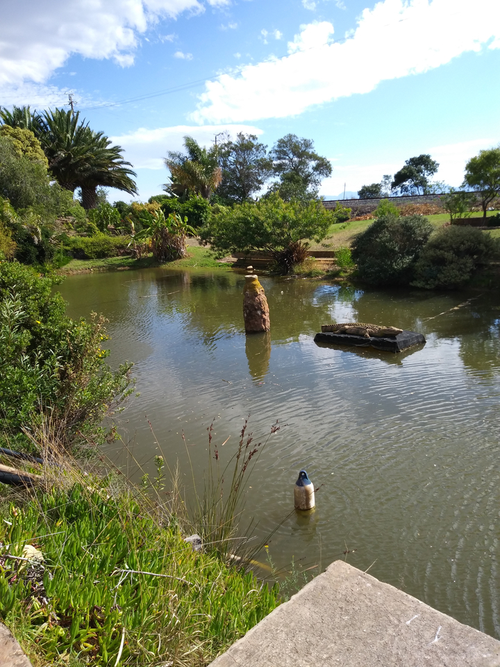 Habitat naturel avec étang et petit crocodile sur une plate-forme.