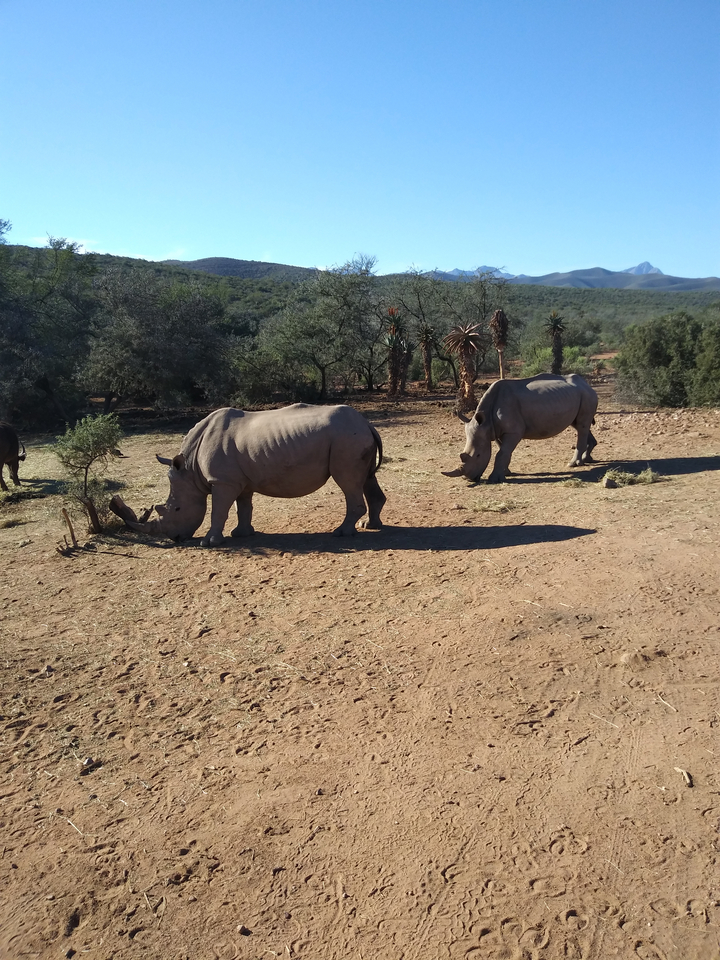 Rhinocéros broutant dans un paysage de savane avec des acacias.