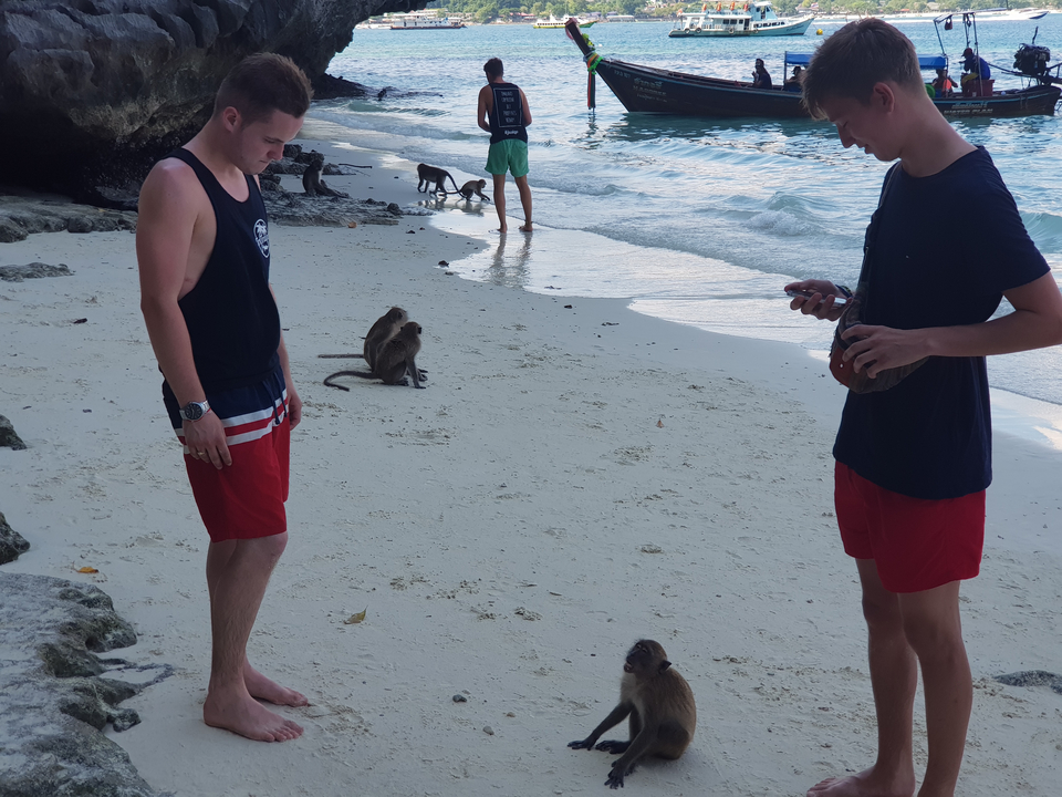 People on a beach interacting with monkeys.