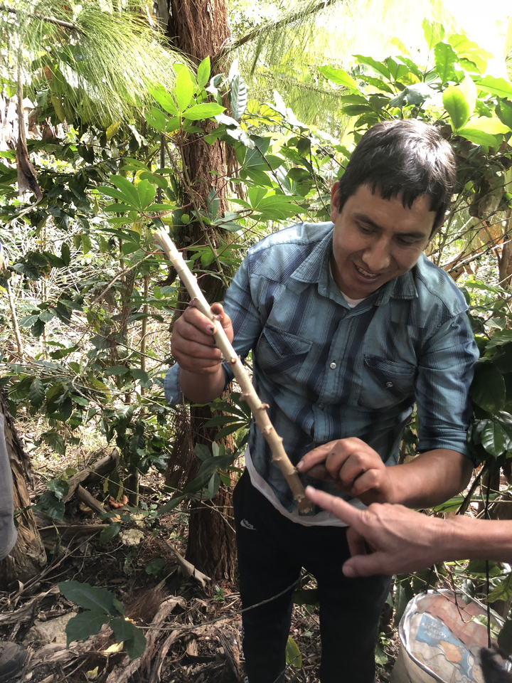 Homme montrant une tige de plante dans une forêt.