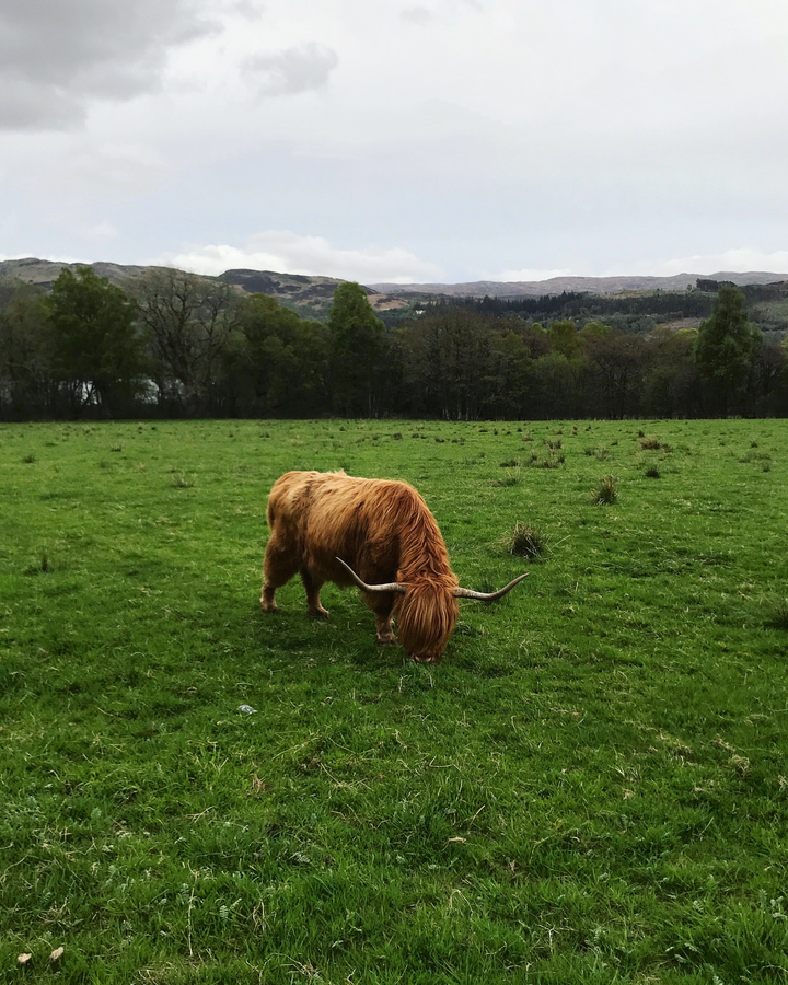 Highland cow grazing in a field