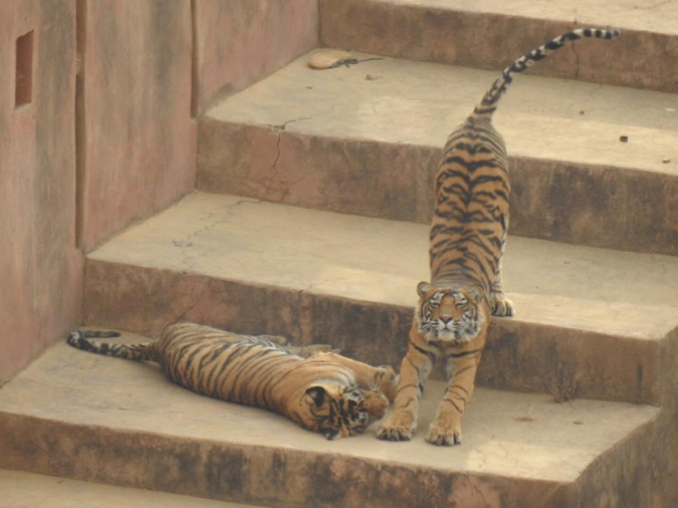 Deux tigres s'étirant et se relaxant sur des marches en pierre.