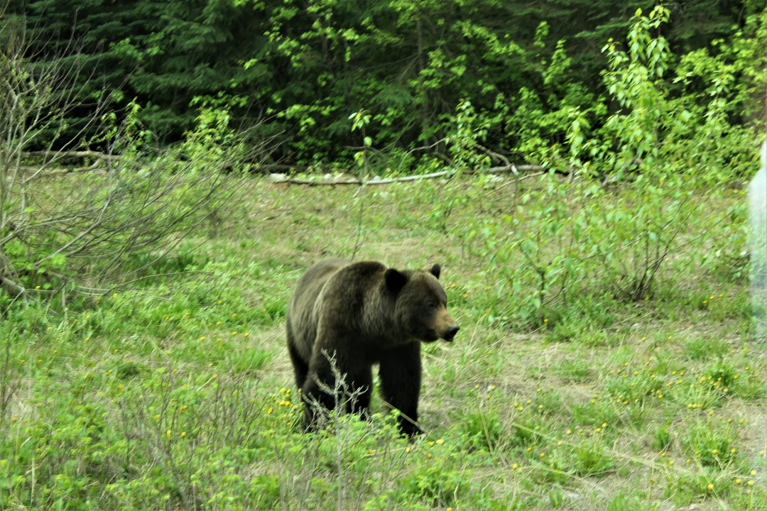 Grizzly dans une zone forestière.