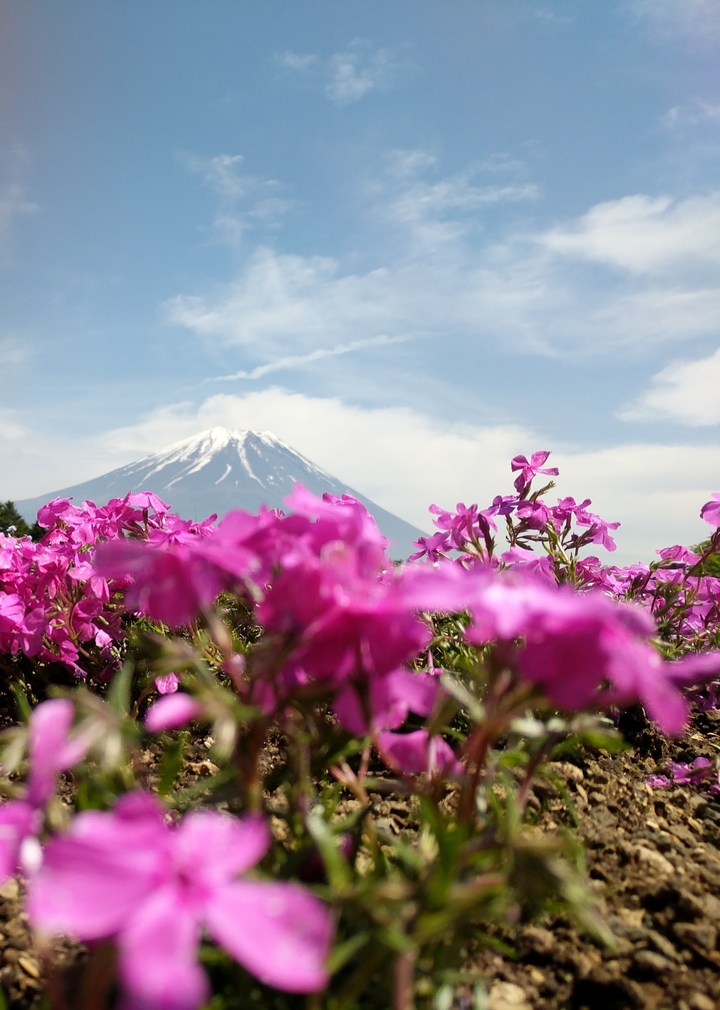 Le mont Fuji vu sur des fleurs d'un rose éclatant.