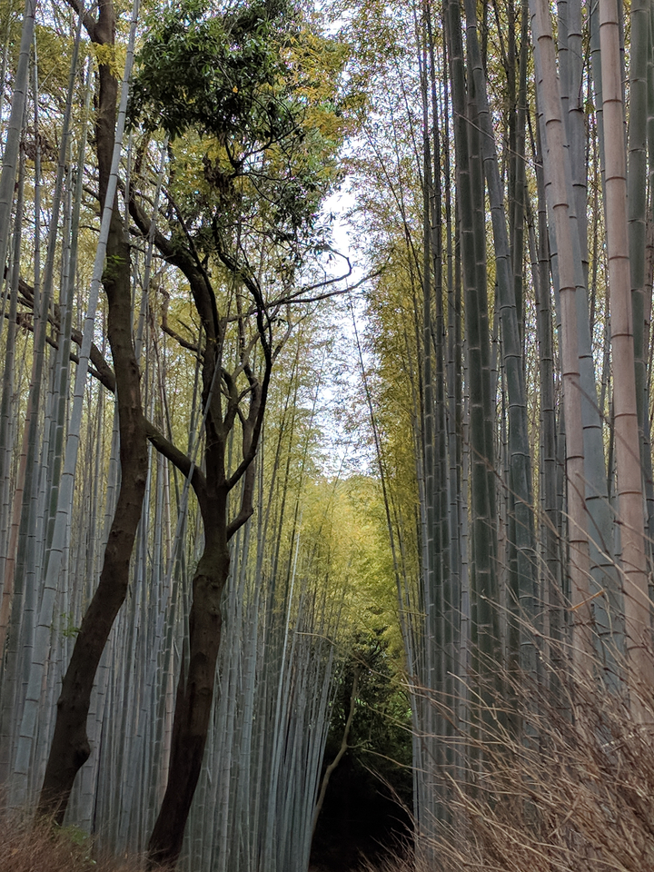 Sentier à travers une forêt de bambous dense avec des plantes de bambou imposantes.