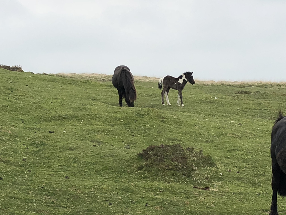 Deux chevaux broutant sur une colline herbeuse dans un paysage rural.
