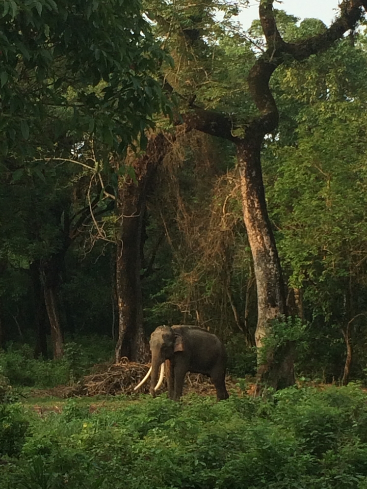Éléphant dans une forêt dense avec la lumière du soleil filtrant à travers les arbres.