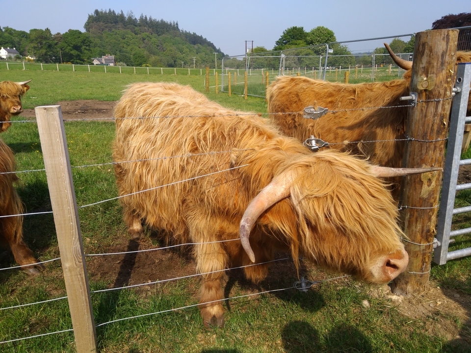 Bovins des Highlands broutant dans un champ d'herbe.