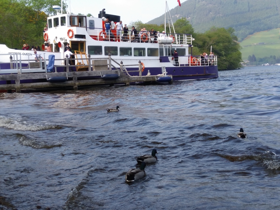 Ferry pour passagers sur un lac avec des canards nageant à proximité.