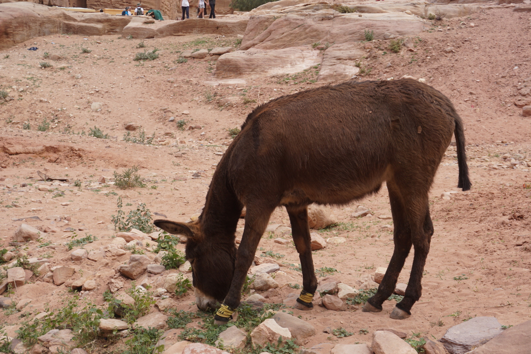 Âne broutant dans une zone rocheuse.
