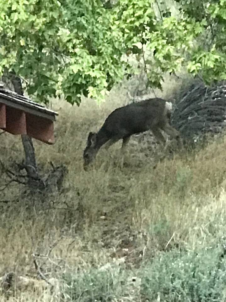 Animal marchant sur une pente rocheuse.