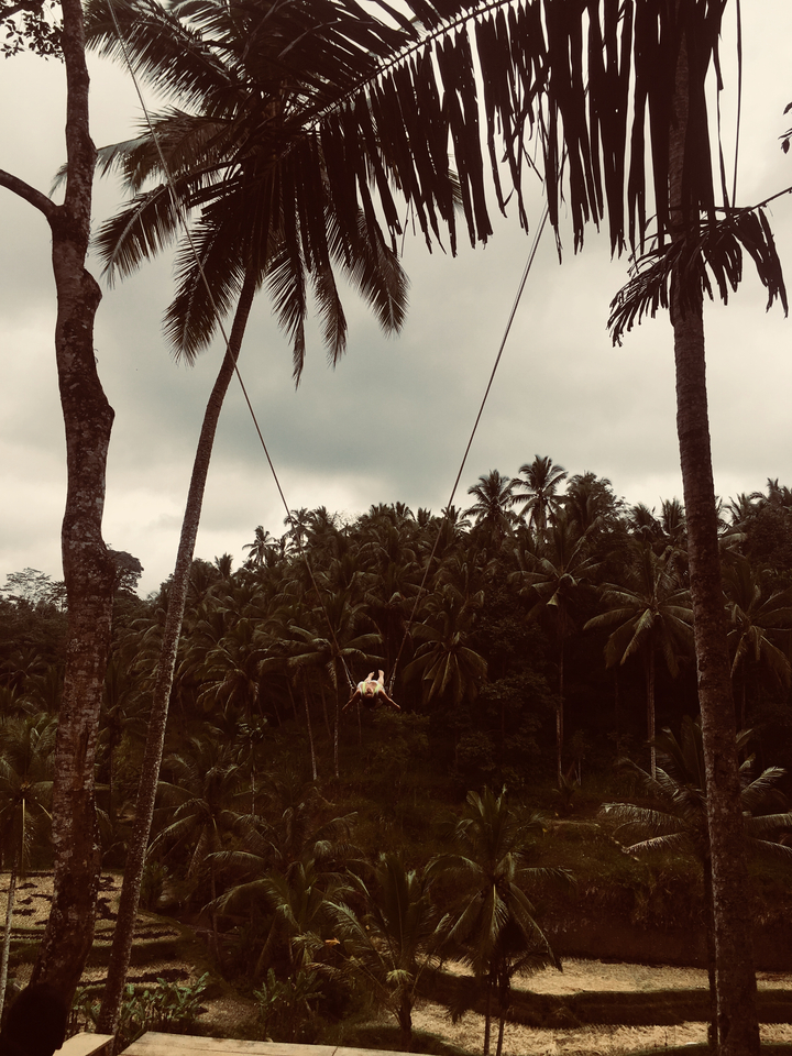Person on a swing between palm trees.