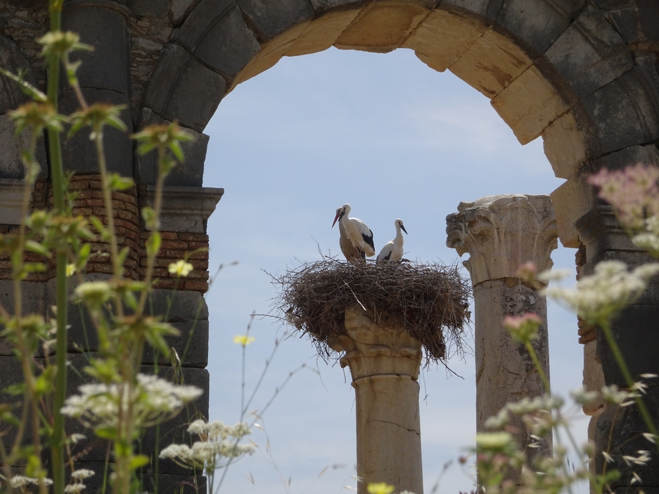 Cigognes nichant sur d'anciennes ruines.