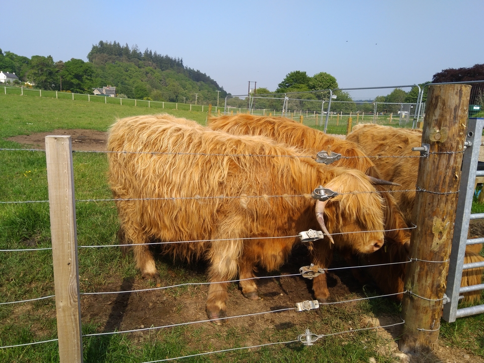 Deux vaches Highland derrière une clôture.