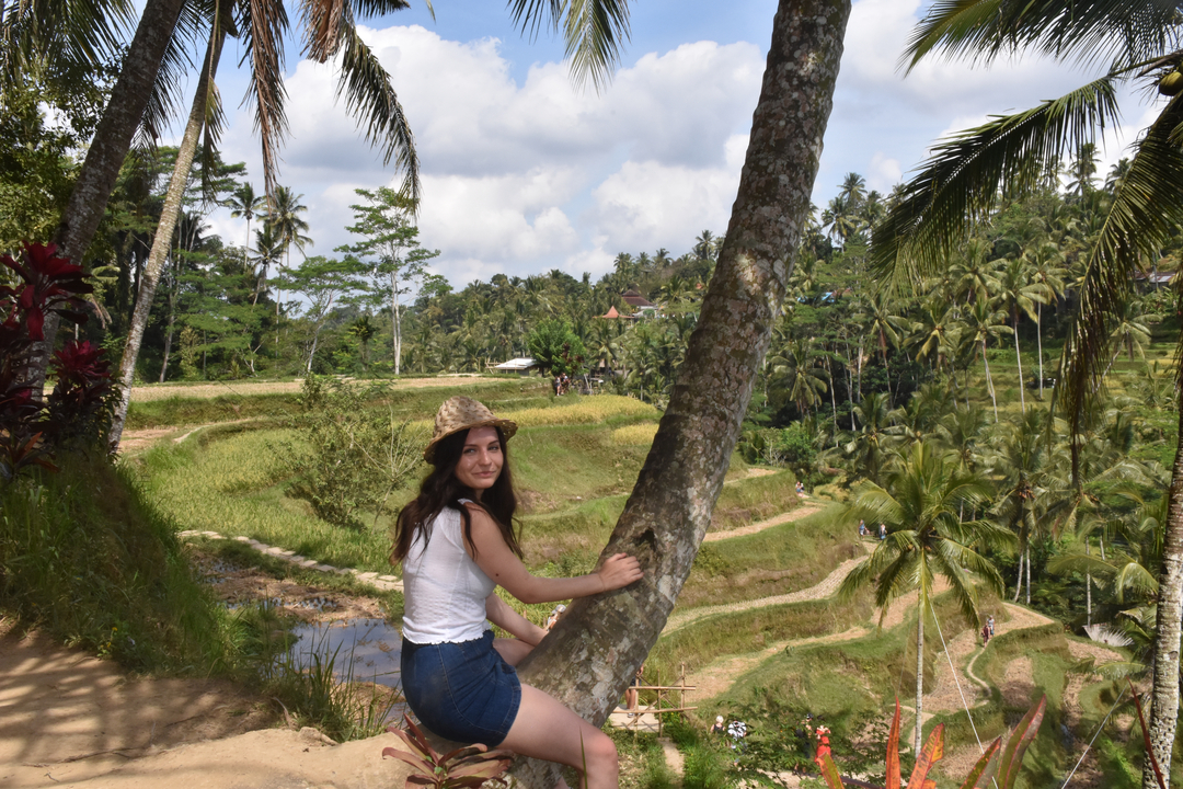 Person sitting on a tree in front of rice terraces with palm trees.
