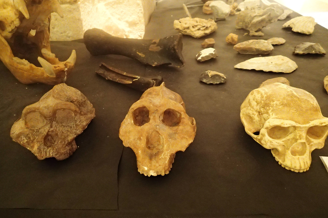 Plusieurs fossiles et crânes exposés dans un musée.