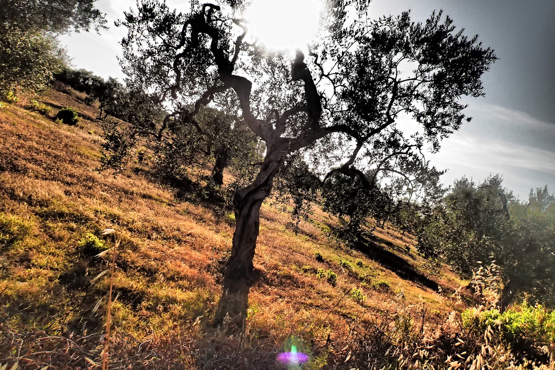 Un olivier dans un champ ensoleillé.
