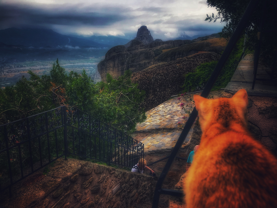 Chat regardant une vue panoramique depuis un point élevé.