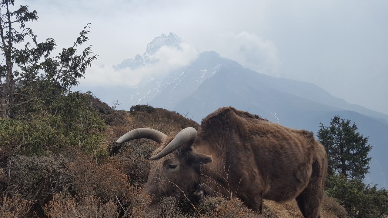 Paysage de montagne avec un animal en train de brouter au premier plan.