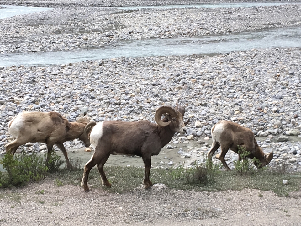 Trois mouflons près du lit d'une rivière