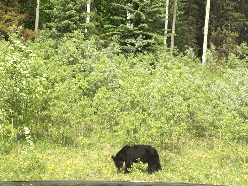 Ours noir en quête de nourriture dans une forêt