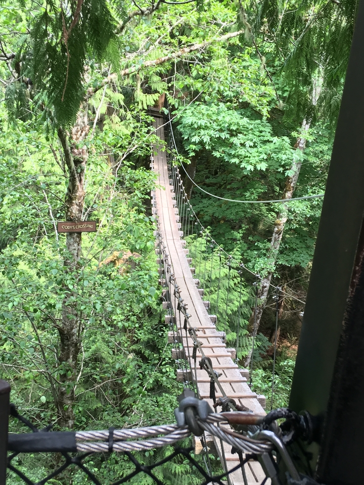 Un pont suspendu dans une forêt dense.