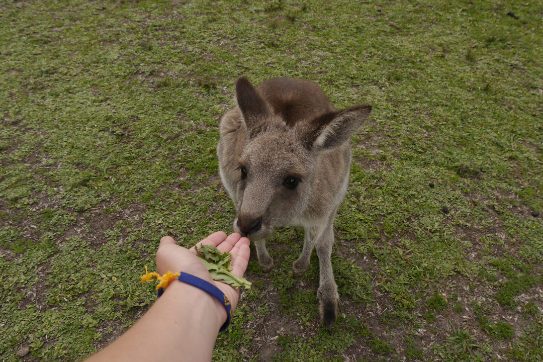 A kangaroo eating from a person's hand.