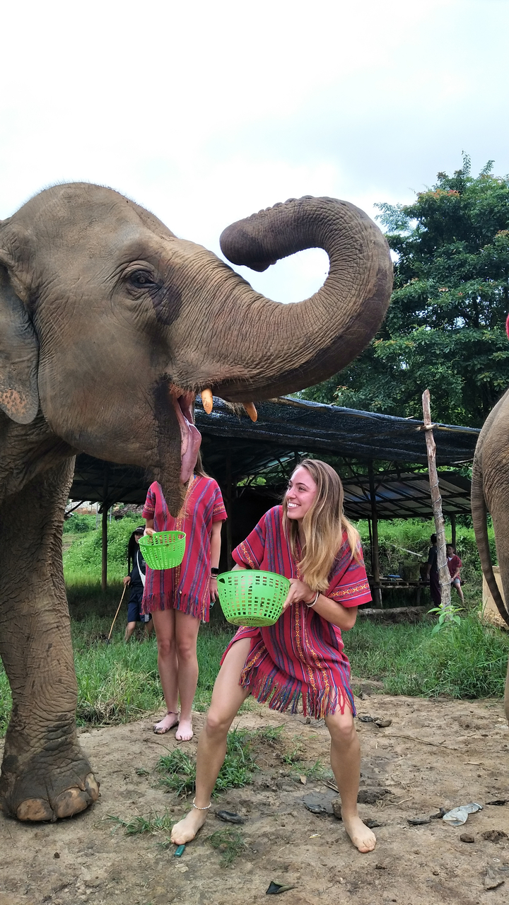 Woman feeding an elephant with basket.