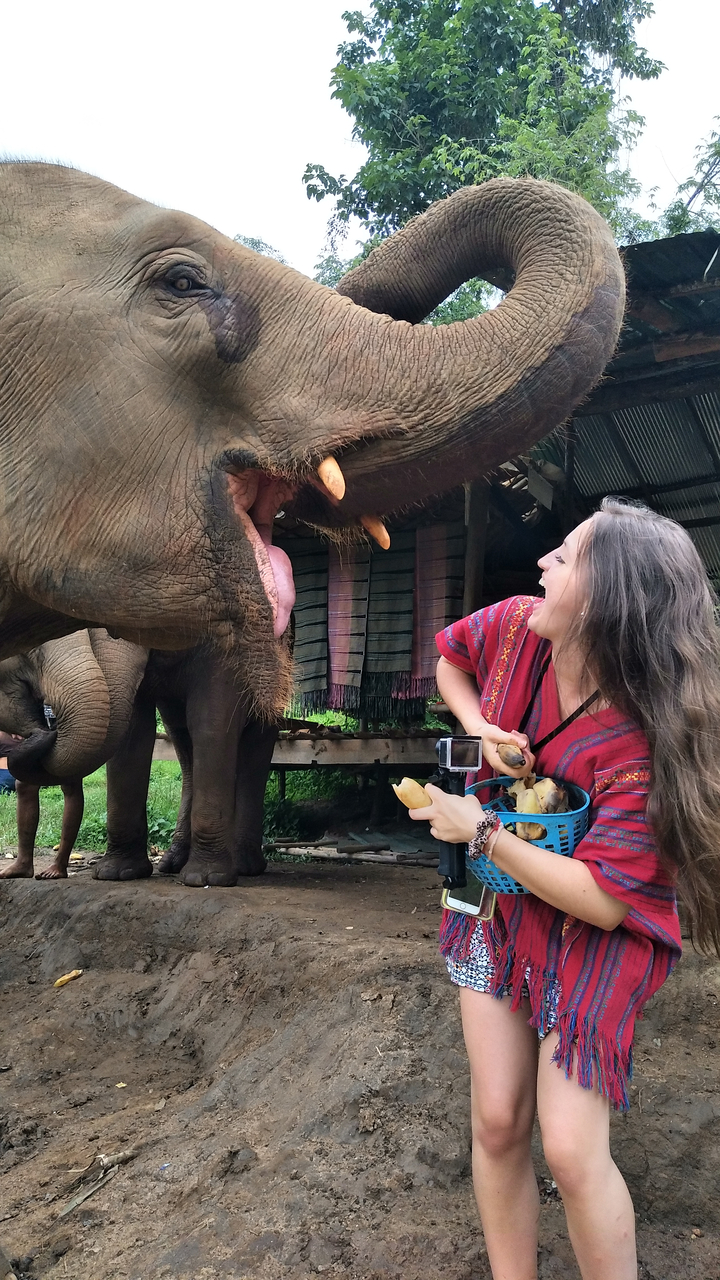 Person feeding an elephant with a basket of snacks.