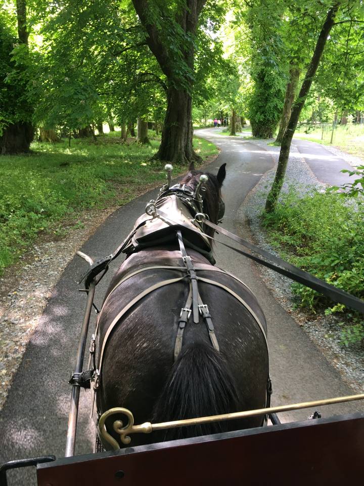 Calèche sur un sentier ombragé.