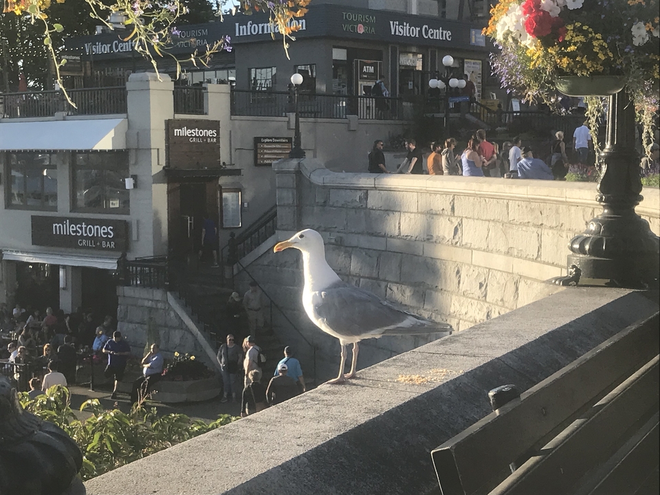 Mouette perchée sur un rail surplombant une rue animée avec des gens.