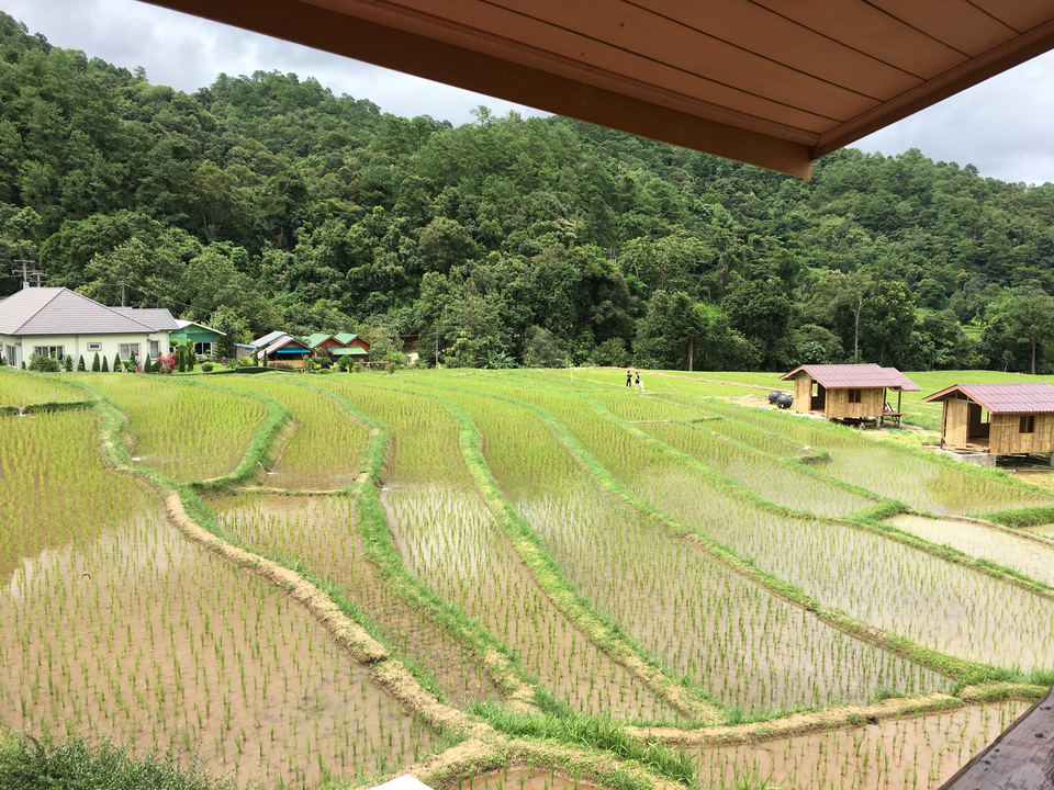 Rizières en terrasses entourées de collines verdoyantes et de maisons en bois.