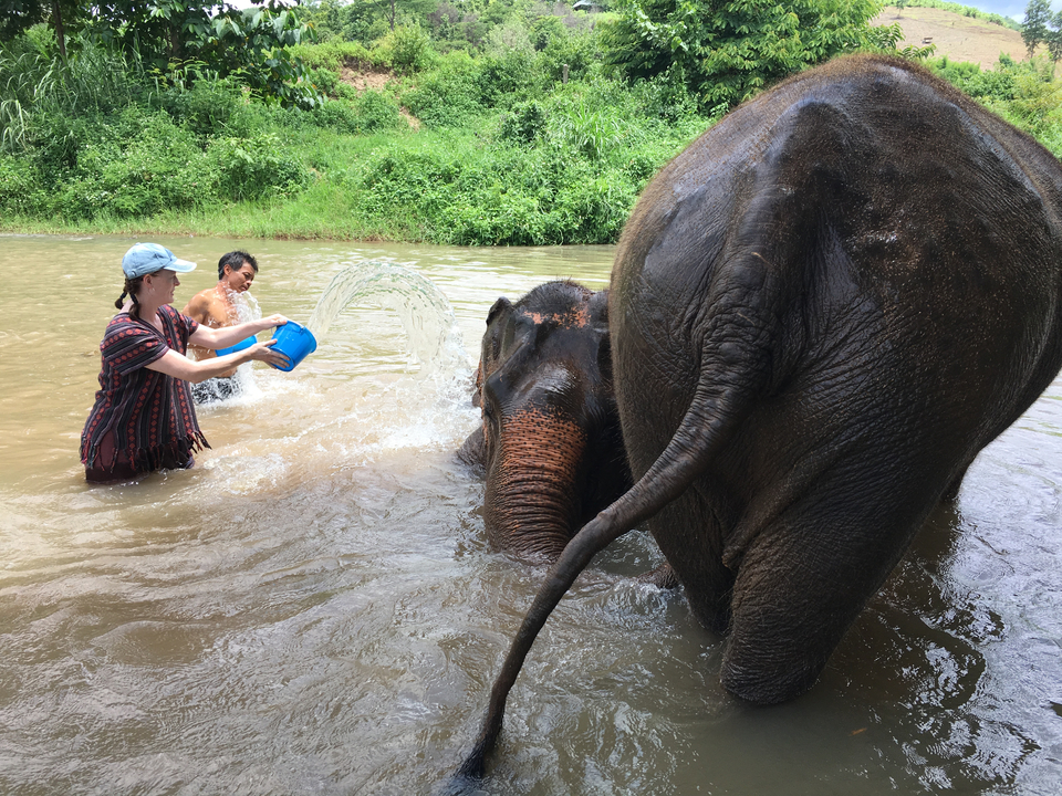Deux éléphants baignés par une personne dans une rivière.