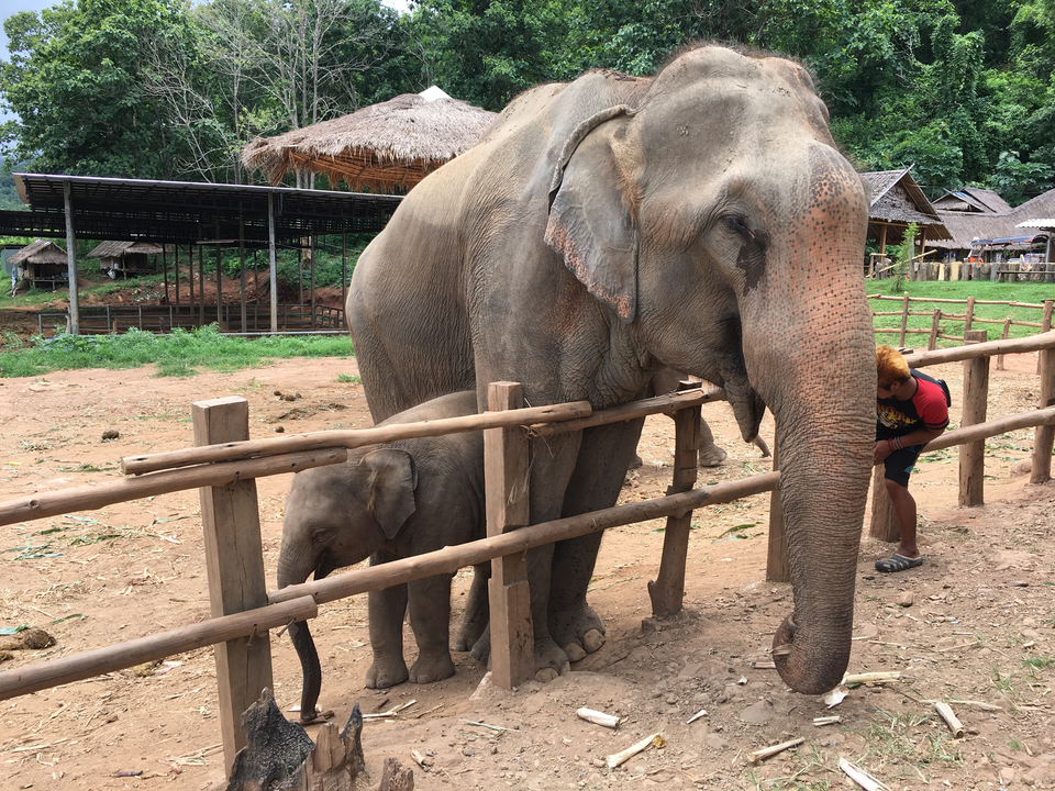 Éléphant adulte avec un éléphanteau derrière une clôture en bois et des gens qui interagissent.