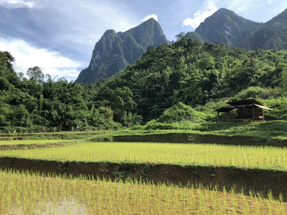 Verdant rice field with a backdrop of mountains.