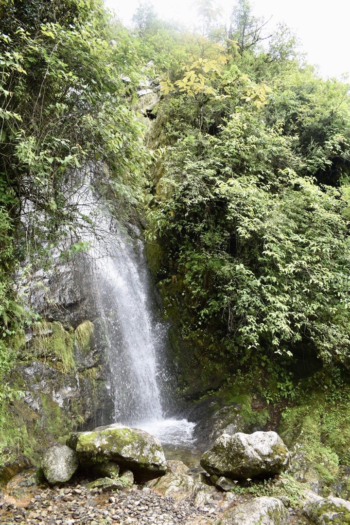 Cascade entourée d'une végétation dense.
