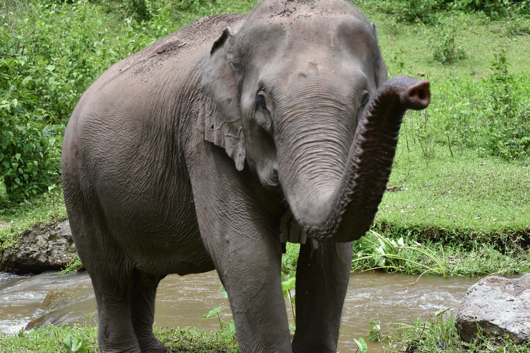 Éléphant debout près d'une rivière.