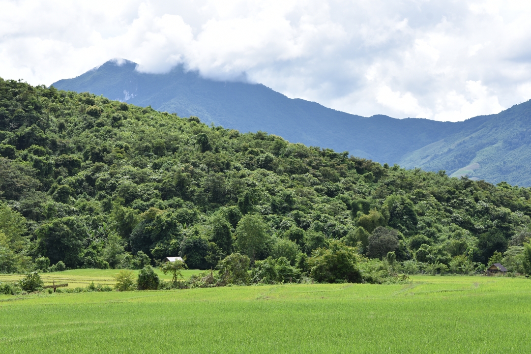 Lush green fields with mountains in the background.