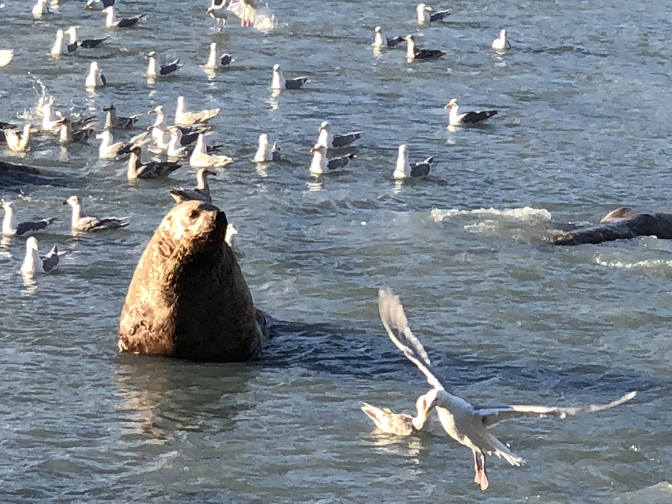 Un grand lion de mer entouré de mouettes dans l'eau.