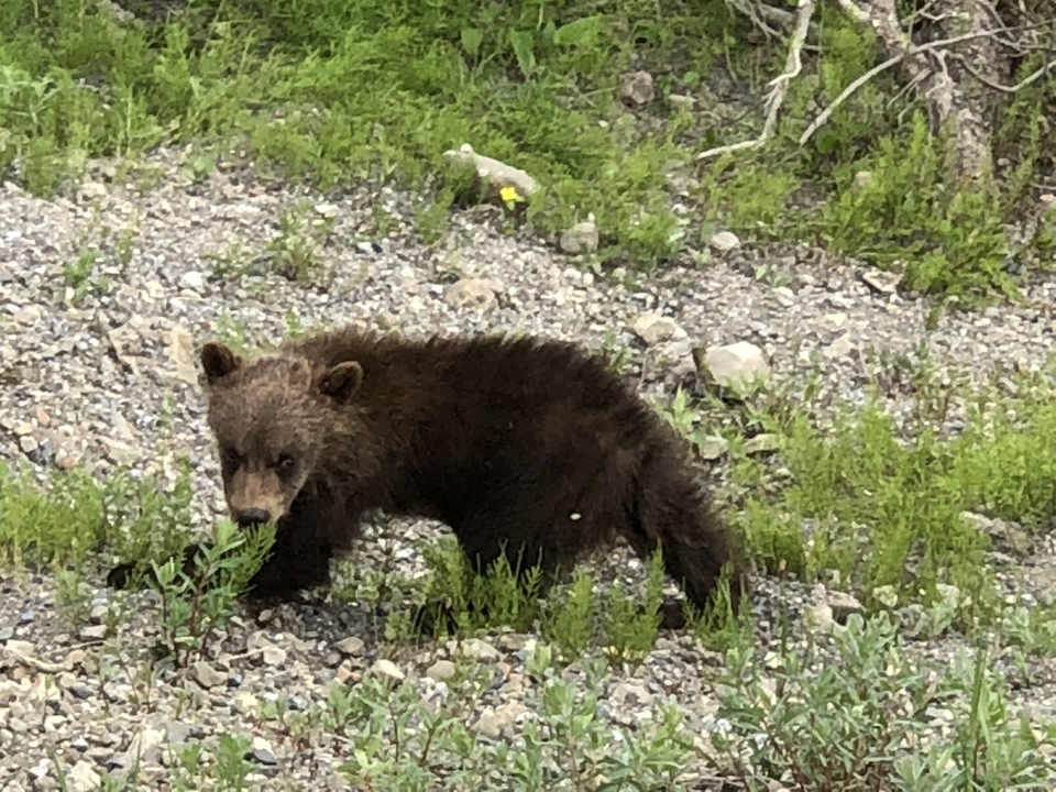 Un petit ours marchant parmi la végétation et les rochers.